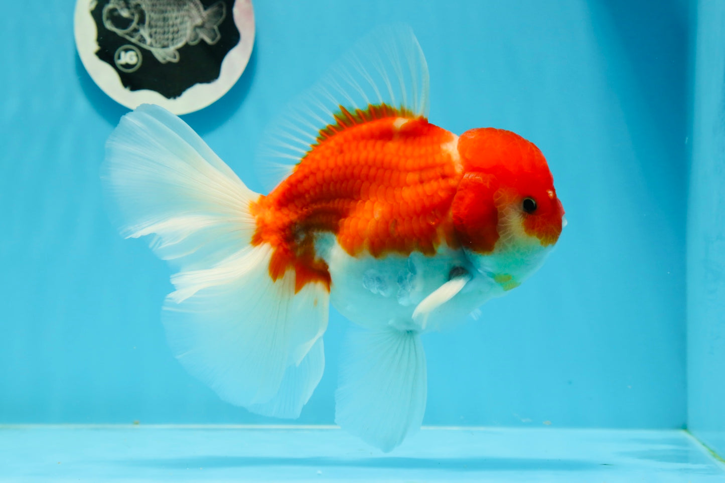 AAA Grade Cherry Sakura Oranda Male 6 inches #0927OR_02