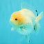 AAA Grade White Yuanbao Male 4.5-5 inches #072426YB_28