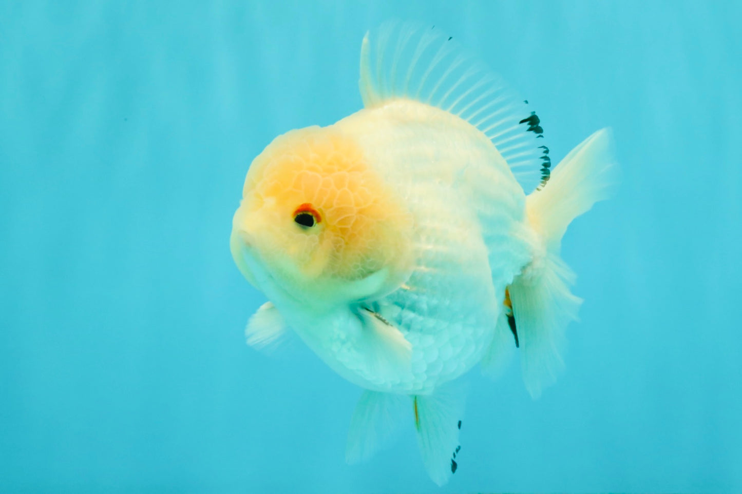 AAA Grade White Yuanbao Male 4.5-5 inches #072426YB_28