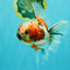 Calico Oranda Male 6.5-7 inches #071026OR_31