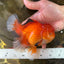 AAA Grade CHONKY Red White Oranda Male 5-5.5 inches #062025OR_16