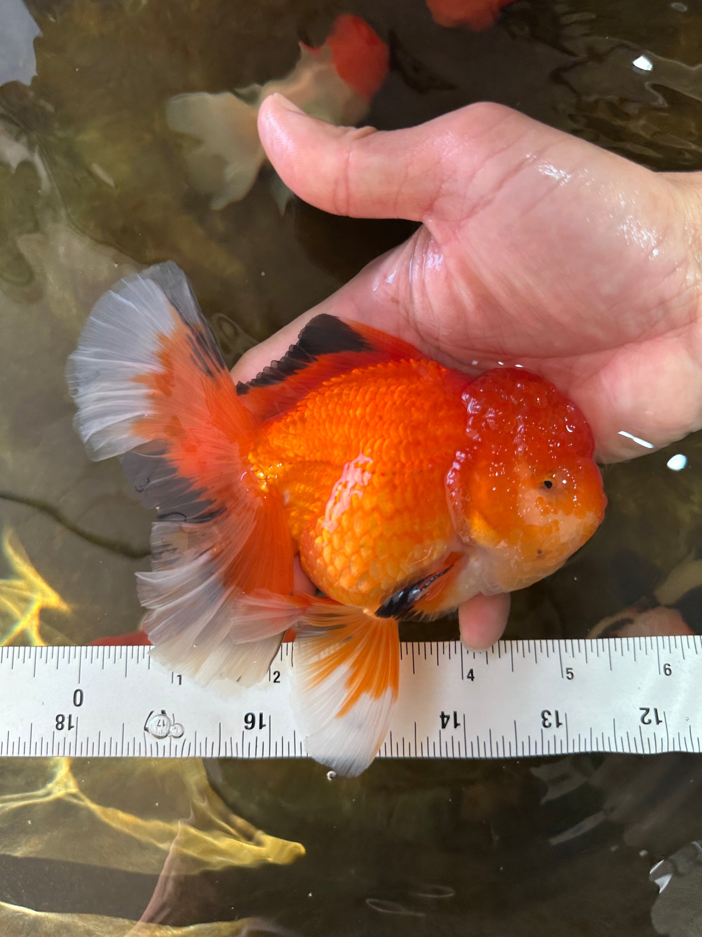 AAA Grade CHONKY Red White Oranda Male 5-5.5 inches #062025OR_16