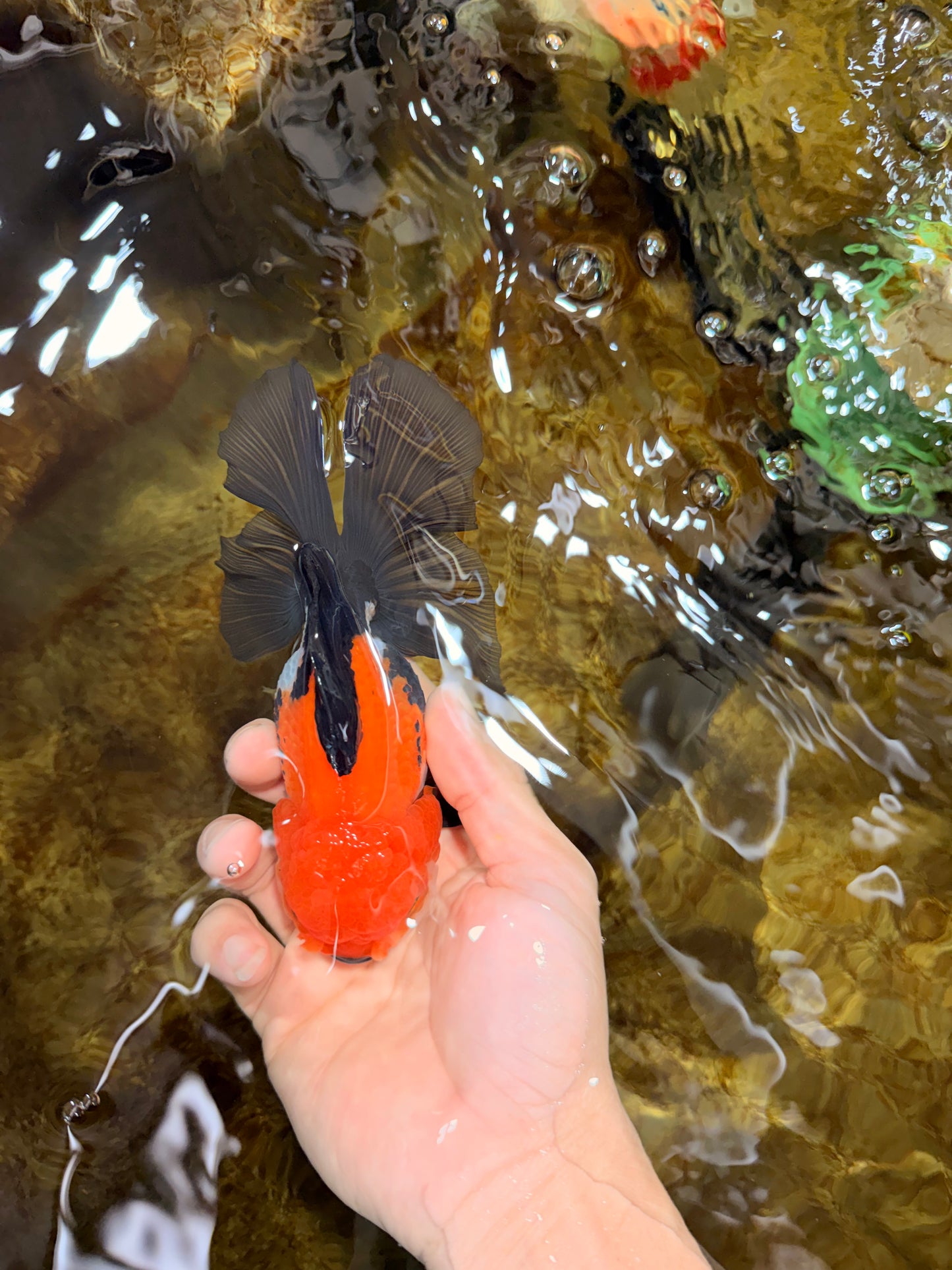 A Grade Tricolor Oranda Female 5.5-6 inches #111425OR_15