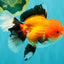 BULLDOG AAA Grade Tricolor Oranda Male 5.5-6 inches #071026OR_30