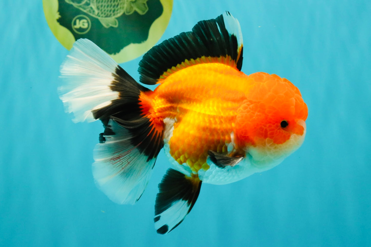 BULLDOG AAA Grade Tricolor Oranda Male 5.5-6 inches #071026OR_30