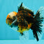 CHUBBY AAA Grade Tiger Oranda Male 5.5 inches #050126OR_08