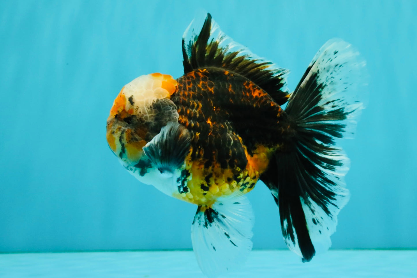 CHUBBY AAA Grade Tiger Oranda Male 5.5 inches #050126OR_08