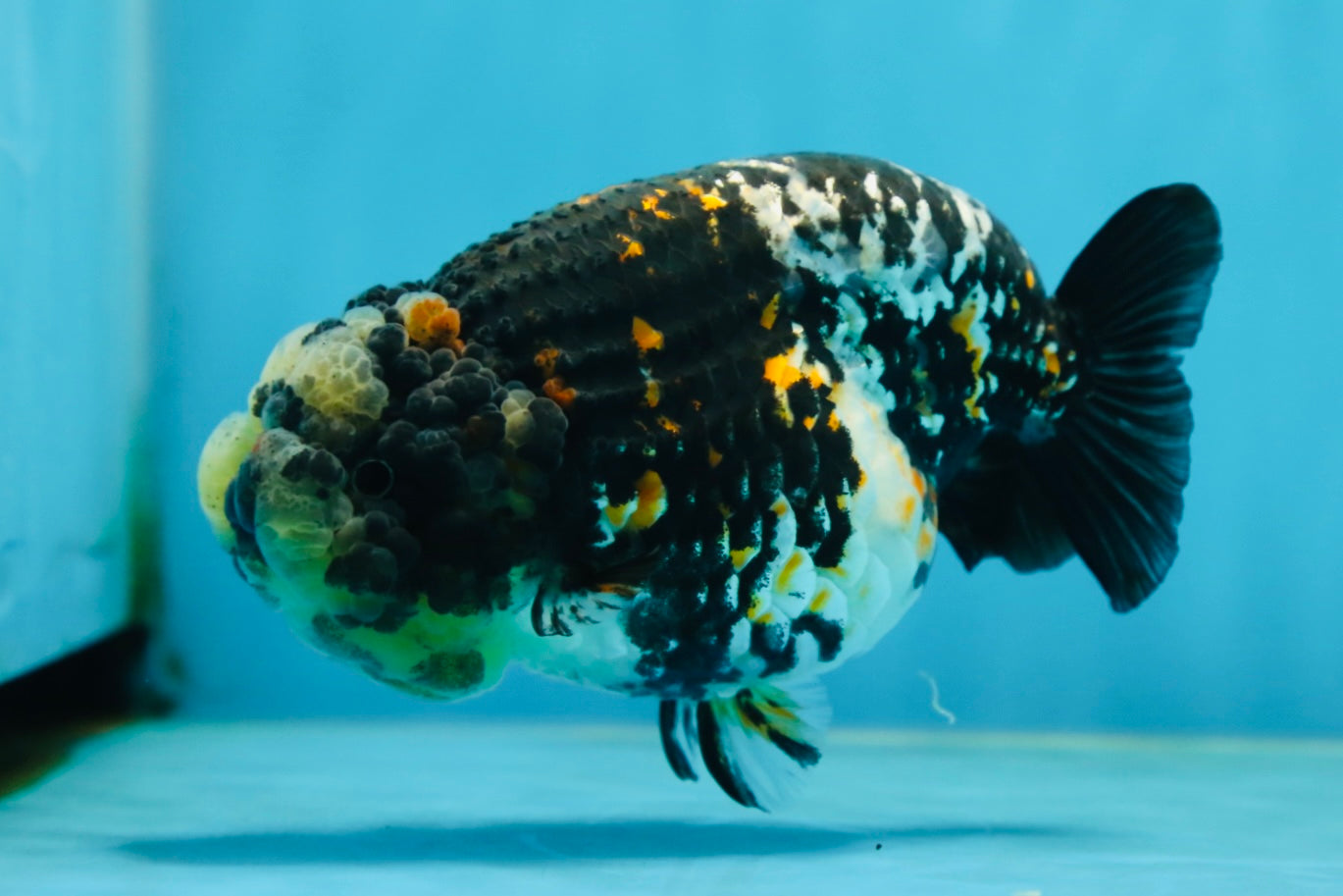 AAA Grade Special Tricolor Tiger LionQueen 4.5-5 inches #080125LC_18