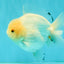 AAA Grade White Yuanbao Male 4.5-5 inches #072426YB_28
