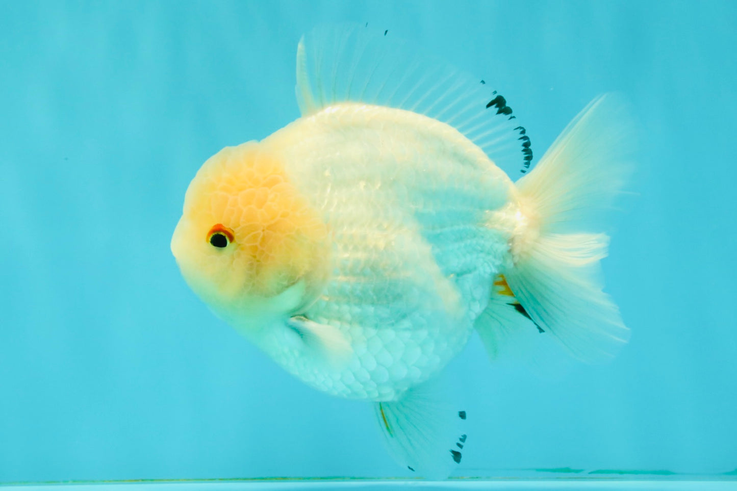 AAA Grade White Yuanbao Male 4.5-5 inches #072426YB_28
