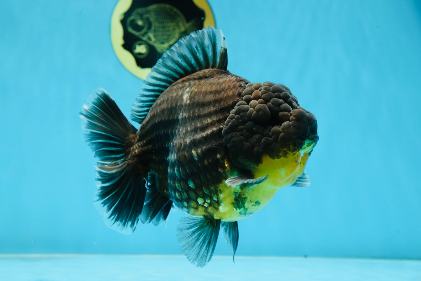 SHOW GRADE Godzilla Kirin Yuanbao Male 5.5 inches #062025YB_999