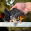 AAA Grade Godzilla Kirin Oranda Male 5.5 inches #050925OR_50