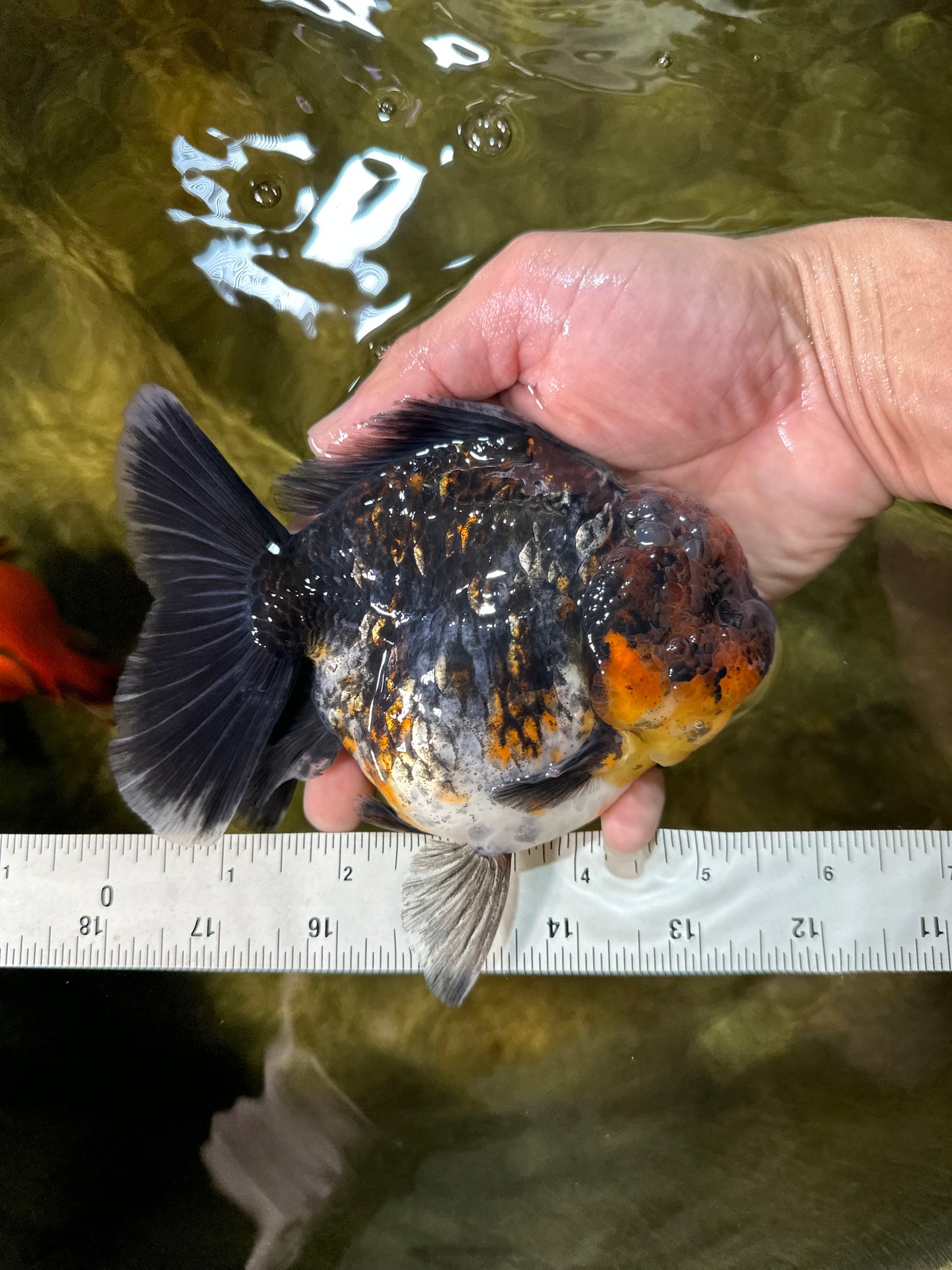 AAA Grade Godzilla Kirin Oranda Male 5.5 inches #050925OR_50