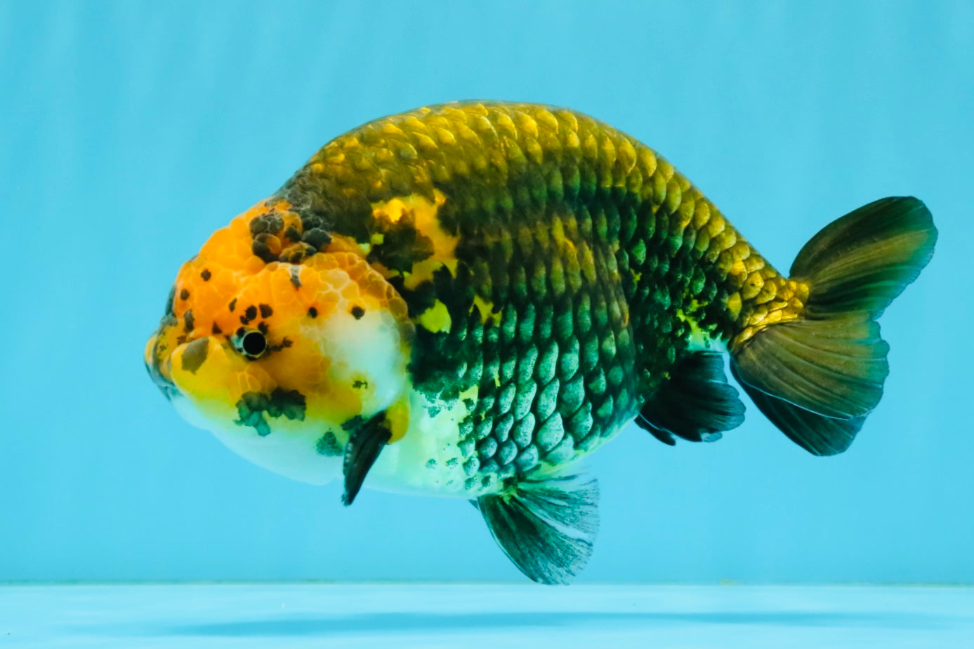 Chinese Apache Ranchu Male 6 inches #041026RC_22