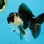 A Grade Young Panda Button W Oranda Male 4.5-5 inches #061325_06