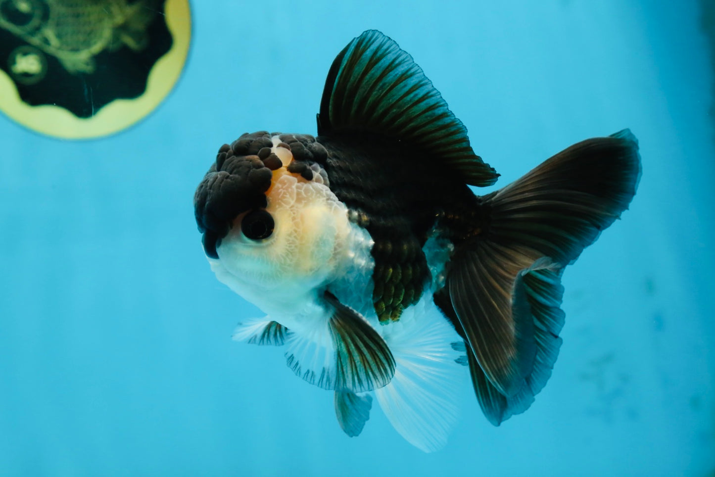 A Grade Young Panda Button W Oranda Male 4.5-5 inches #061325_06