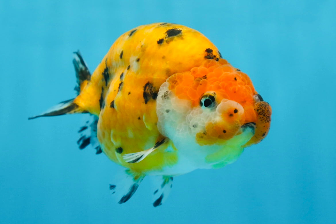 Tiger Lionchu Female 4.5 inches #062025LC_13