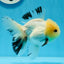 AAA Grade Lemonhead Tricolor Button Eyes Oranda Male 4.5-5 inches #0913OR_14