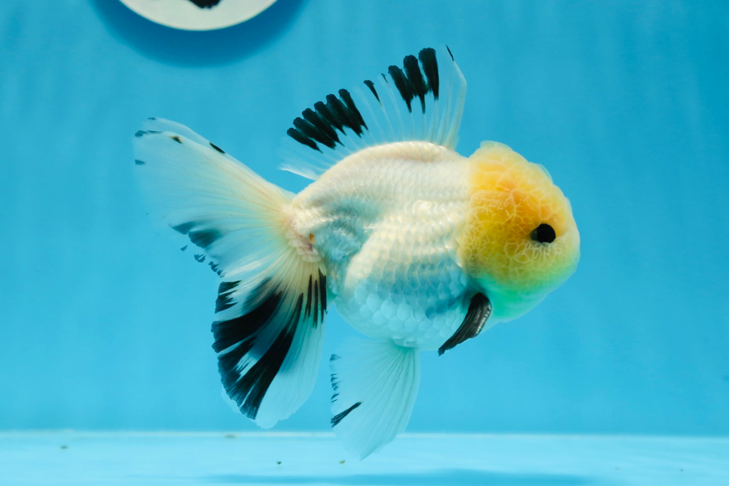 AAA Grade Lemonhead Tricolor Button Eyes Oranda Male 4.5-5 inches #0913OR_14