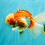 A Grade Lipsticks Red White Oranda Male 6 inches #101626OR_03