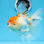 A Grade Tricolor Unique Color Mark Oranda Male 7 inches #0706OR_06