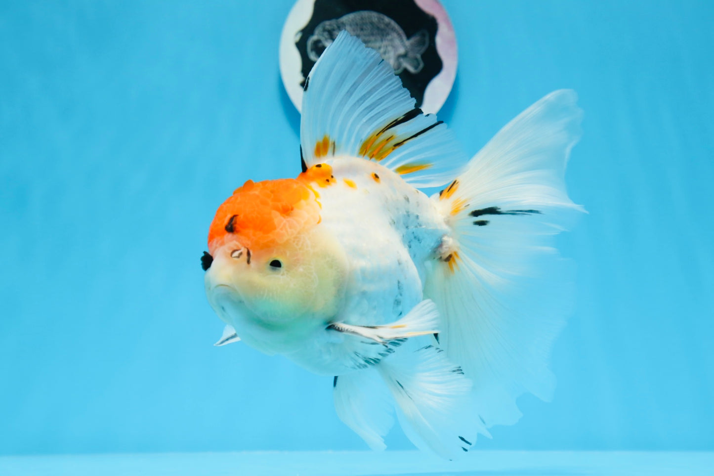 A Grade Tricolor Unique Color Mark Oranda Male 7 inches #0706OR_06