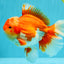 A Grade Godzilla Red White Oranda Male 7 inches #022726OR_12
