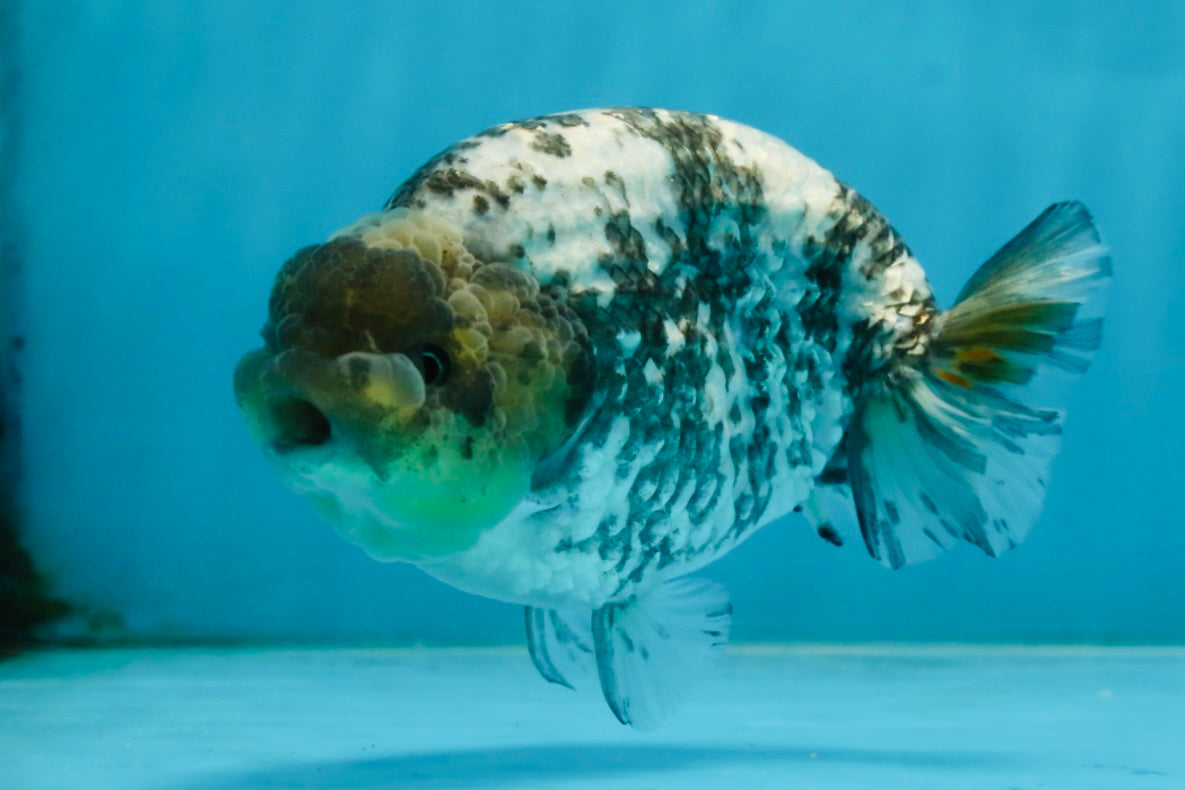 AAA Grade White Tiger LionQueen 5-5.5 inches #101025LC_17