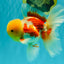AAA Grade Red White Oranda Male 6 inches #080726OR_13