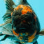 CHONKY A Grade Tiger Oranda Male 7 inches #082126OR_16