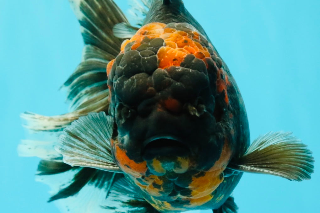 CHONKY A Grade Tiger Oranda Male 7 inches #082126OR_16