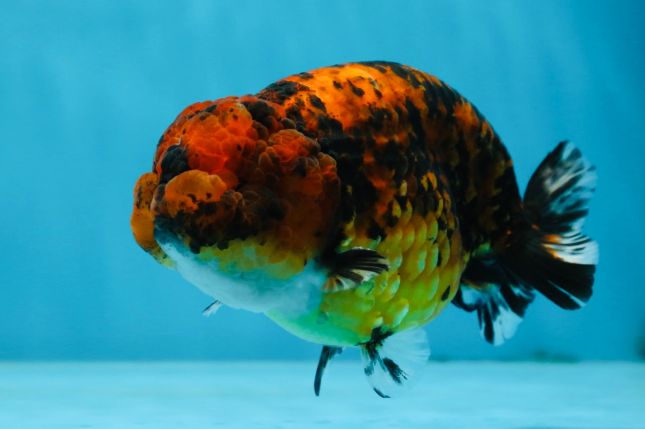 A Grade Tiger LionKing 4.5-5 inches #071125LC_03