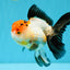 Tricolor Oranda Female 5-5.5 inches #041026OR_06