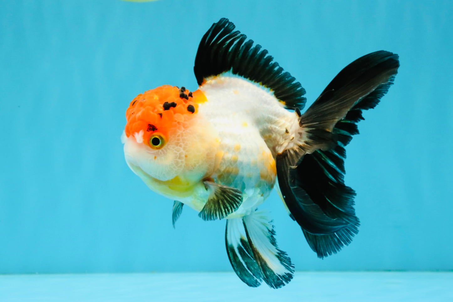 Tricolor Oranda Female 5-5.5 inches #041026OR_06