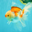 A Grade Red White Oranda Male 6 inches #061926OR_18