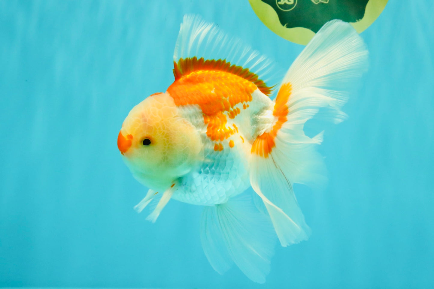 A Grade Red White Oranda Male 6 inches #061926OR_18