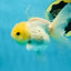A Grade Puppy White Button Eyes Oranda Female 4.5-5 inches #050225OR_05