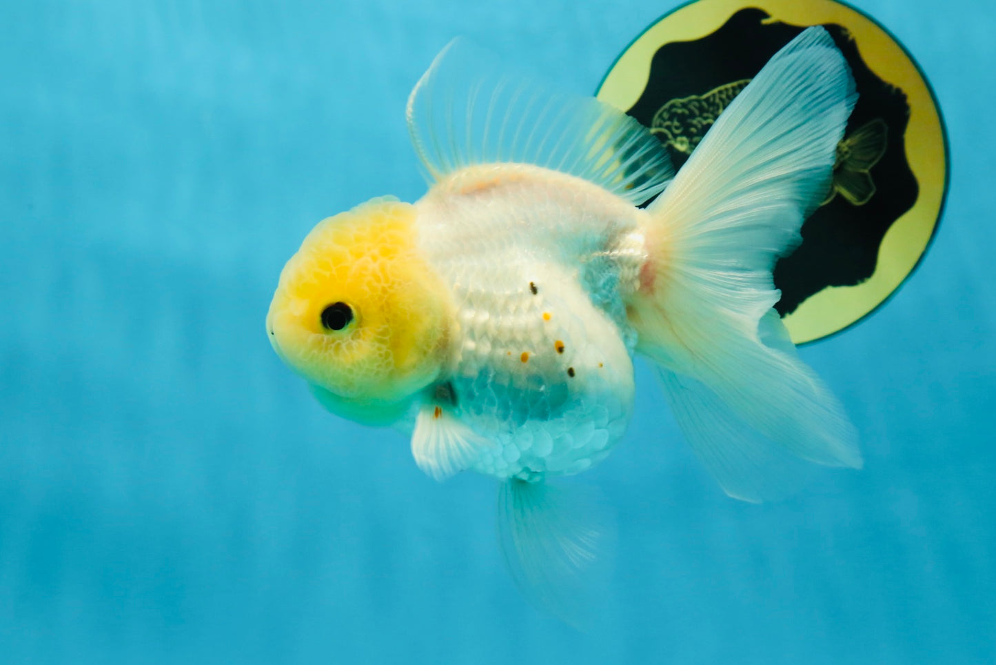 A Grade Puppy White Button Eyes Oranda Female 4.5-5 inches #050225OR_05