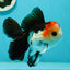 AAA Grade Special Button Eyes Tricolor Oranda Male 5 inches #110124OR_19