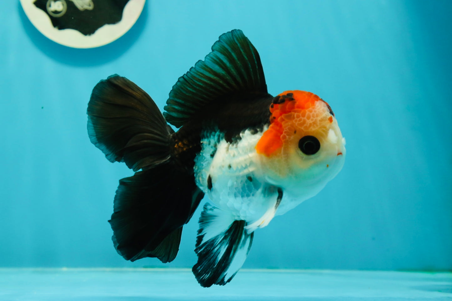 AAA Grade Special Button Eyes Tricolor Oranda Male 5 inches #110124OR_19