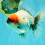 SPECIAL A Grade Red Head Marble Oranda Male 6.5-7 inches #082826OR_05