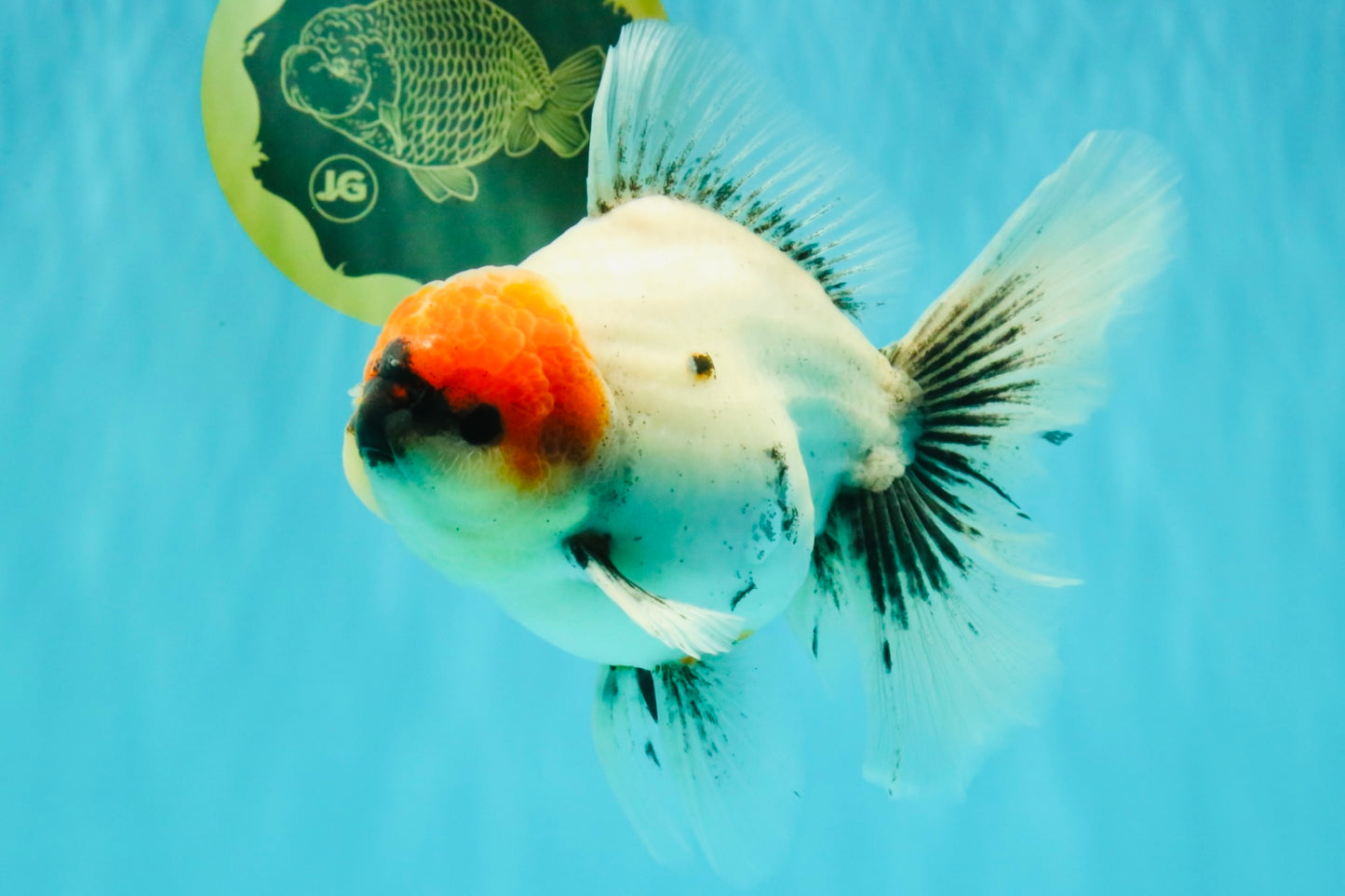 SPECIAL A Grade Red Head Marble Oranda Male 6.5-7 inches #082826OR_05