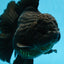 AAA Grade Godzilla Black Oranda Female 6.5 inches #081525OR_31