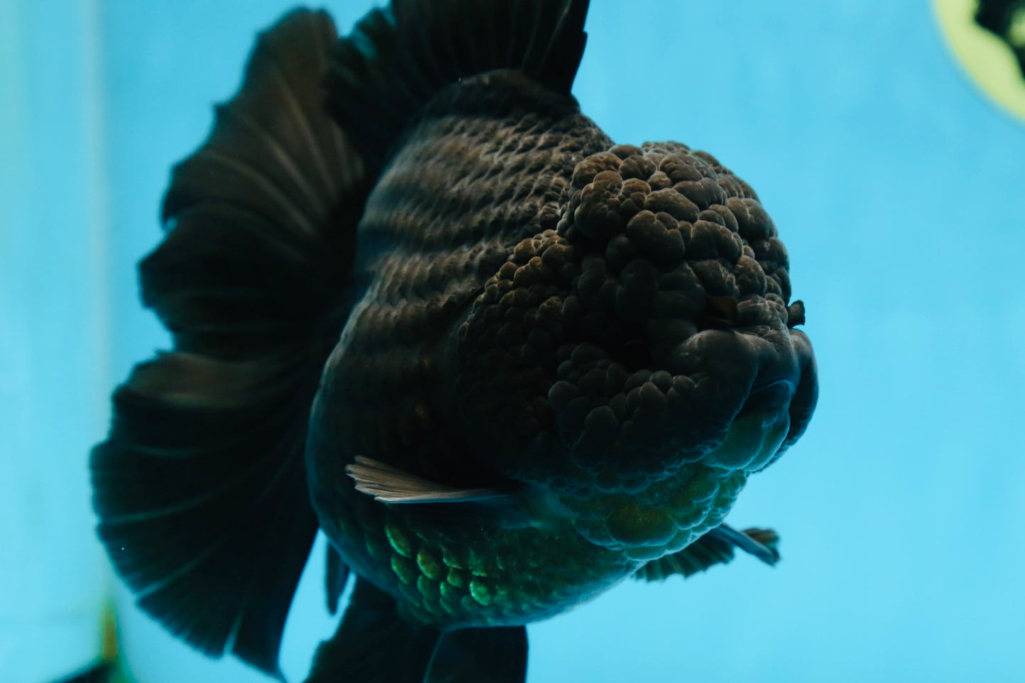 AAA Grade Godzilla Black Oranda Female 6.5 inches #081525OR_31
