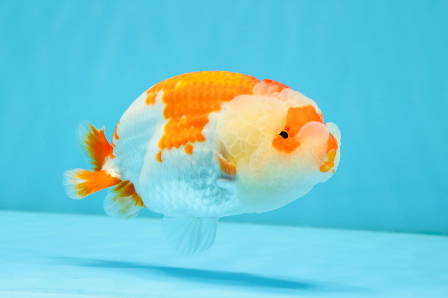 A Grade Red White LionQueen 4.5-5 inches #032726LC_21