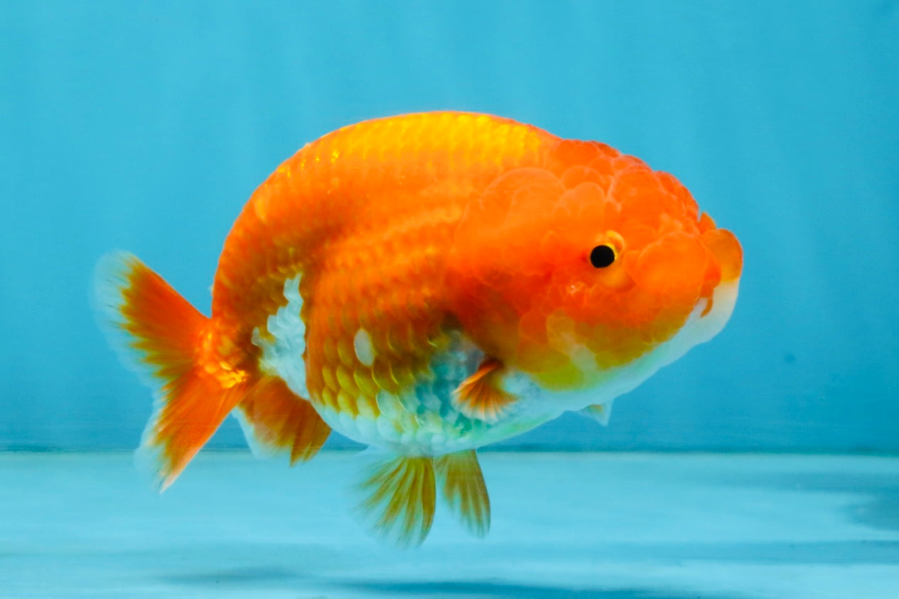 A Grade Red White LionQueen 4 inches #121225LC_09