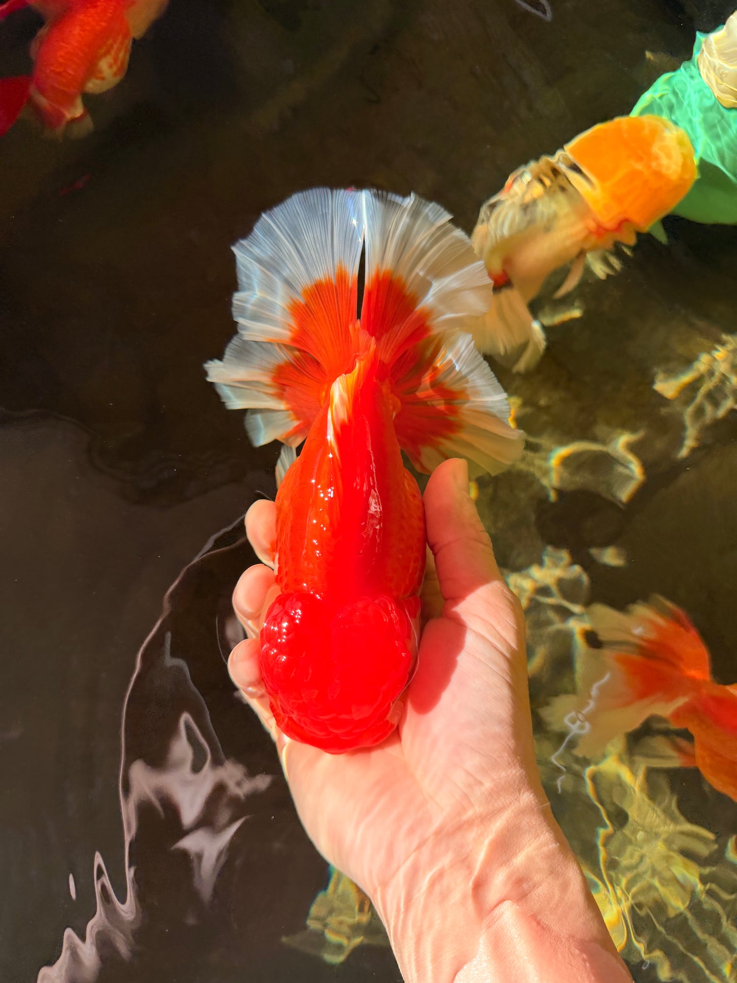 CHONKY AAA Grade Godzilla Red White Oranda Male 6.5-7 inches #022726OR_14