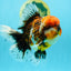GIANT SUPER AAA Grade Godzilla Kirin Calico Oranda Male 6.5-7 inches #030626OR_06