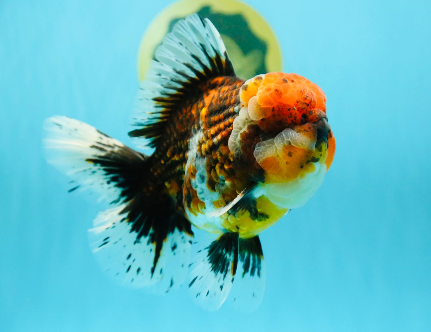 GIANT SUPER AAA Grade Godzilla Kirin Calico Oranda Male 6.5-7 inches #030626OR_06