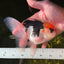 AAA Grade Tricolor Oranda Male 5.5 inches #0922OR_15